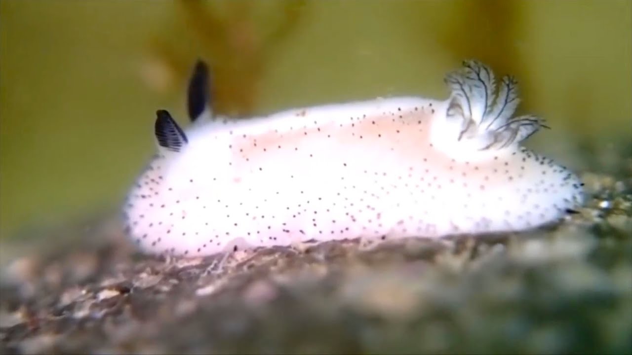 These Strange Slugs are the Bunnies of the Sea