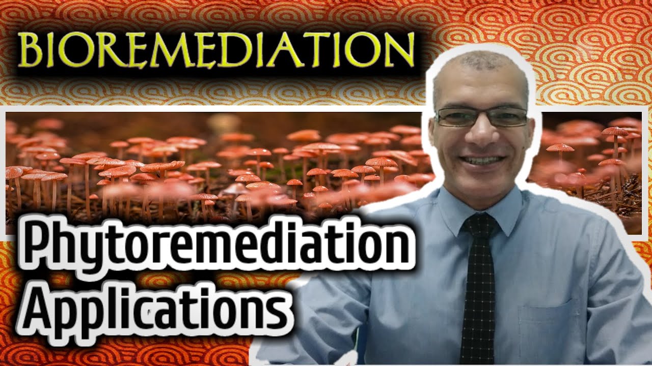 Phytoremediation Applications