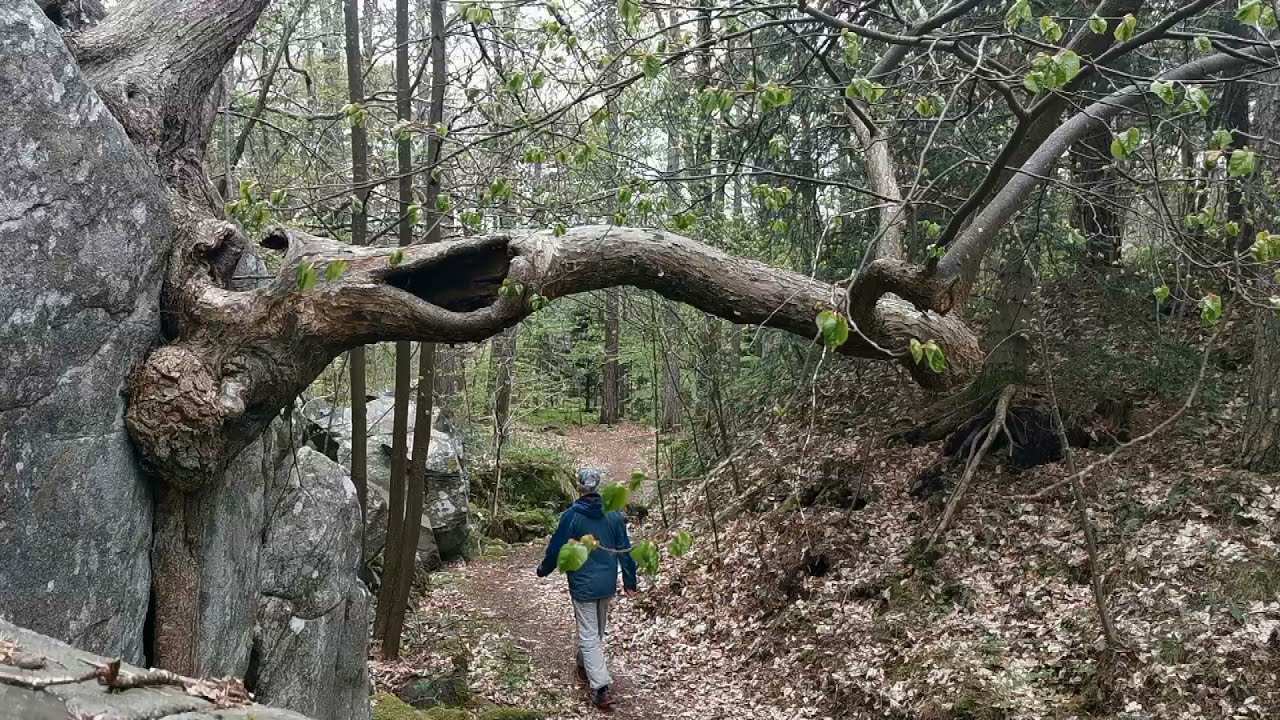 Vildmarksvandring i Billdals Park, Göteborgs kommun