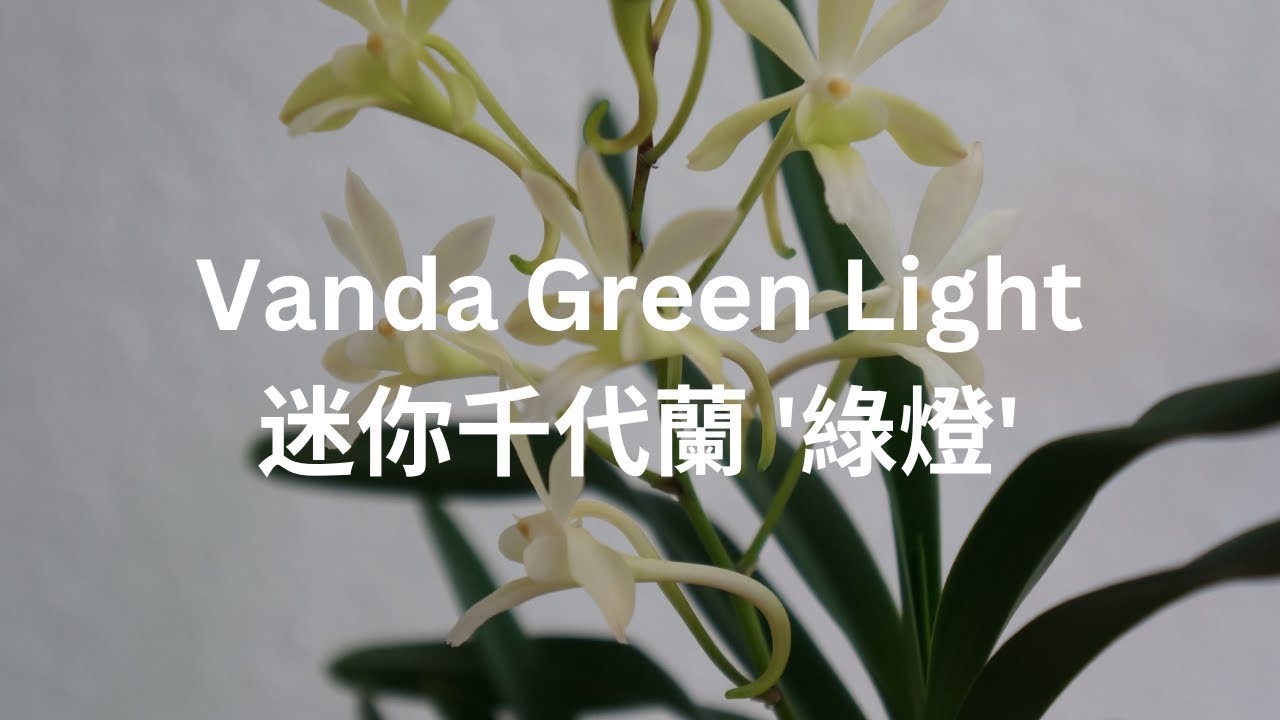 [CC/字幕] 香又好養。如果你也喜歡茉莉花加檸檬的味道，你該試試看Vanda Green Light (falcata x vietnamica) | 蘭花種植
