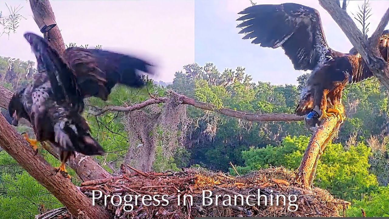 #570🦅PEANUT🐥79&deg;(🏥BRUTUS🐥84&deg;)／Winter Park Eagle Nest 2026／Against All Odds:One-Eyed Mom／WINK💗ATLAS