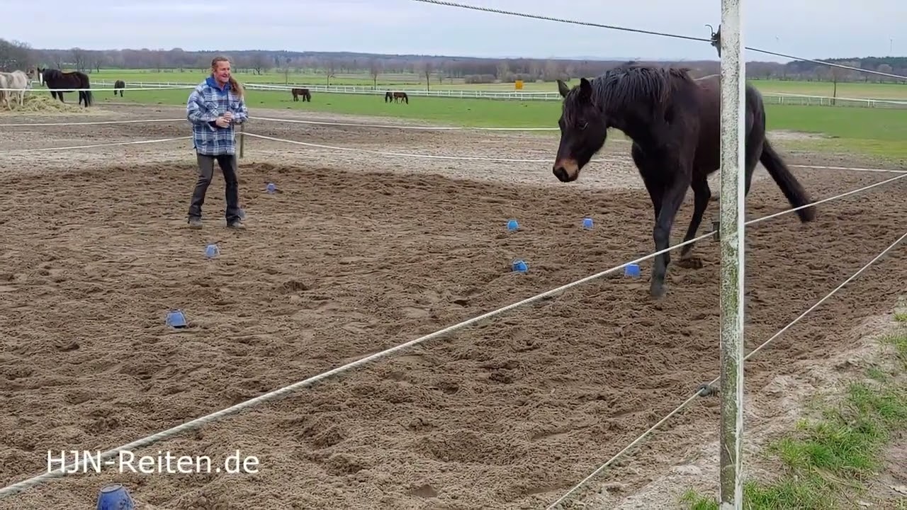 Pferdeausbildung mit Hans-J&uuml;rgen Neuhauser, nach den Grundlagen des HJN-Reiten