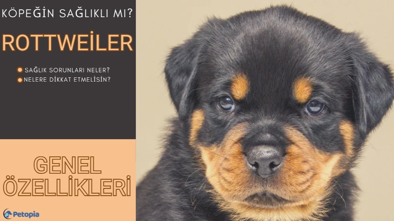 Rottweiler Irkının Genel Özellikleri Ve Sağlık Sorunları.