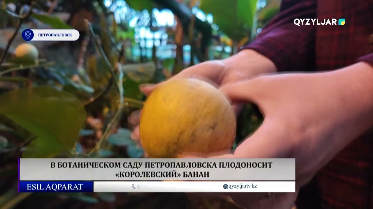 В ботаническом саду Петропавловска плодоносит «королевский» банан
