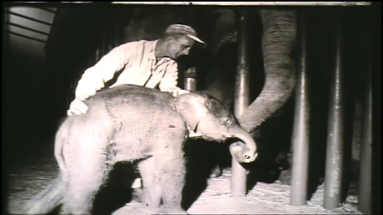 Archive 1962: Packy is born at the Oregon Zoo