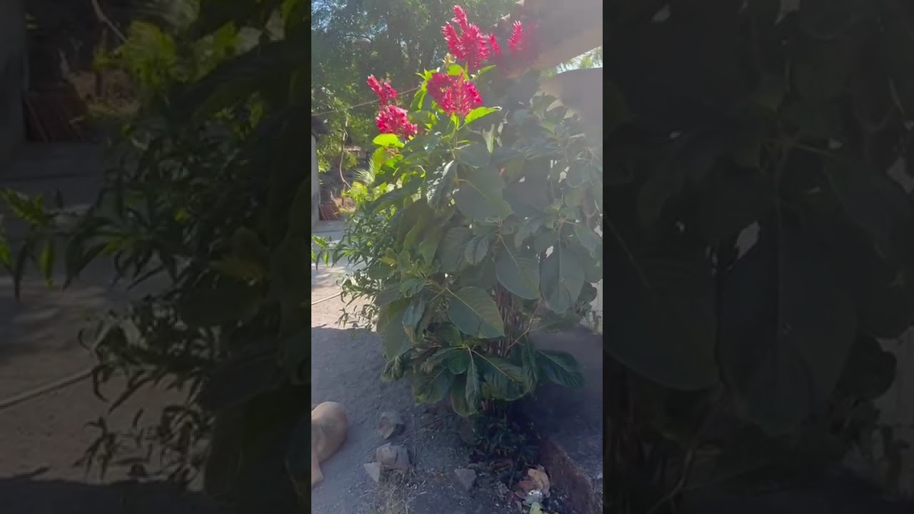 Tierras salvadoreñas
