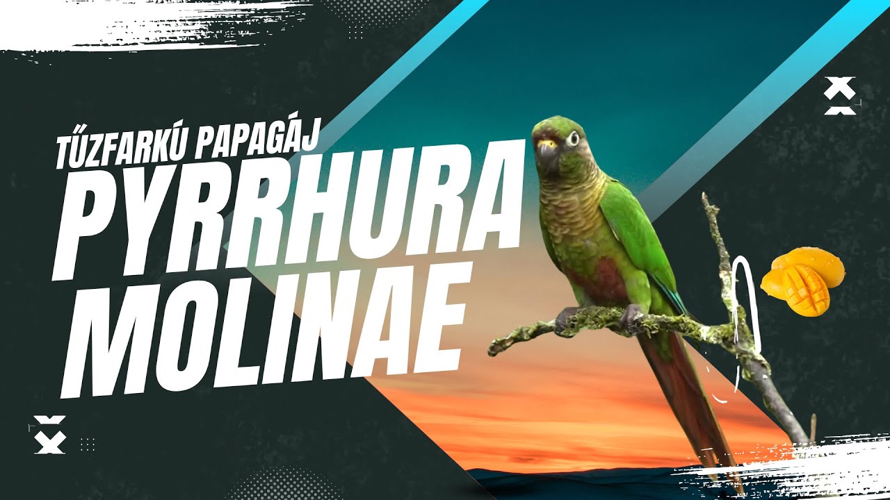 Kézzel nevelt papagájok | Pyrrhura Molinea