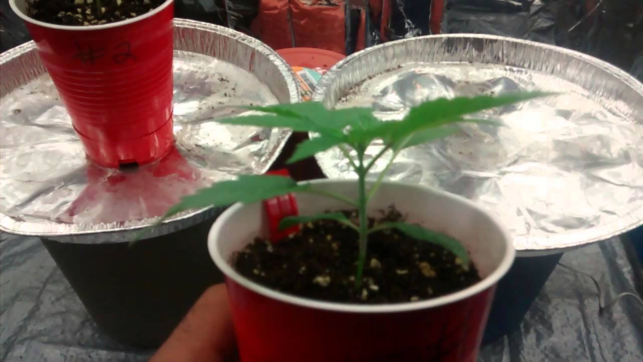 Cheap homemade grow box works like a champ
