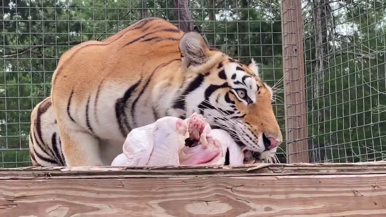 Tiger Eats Turkey!