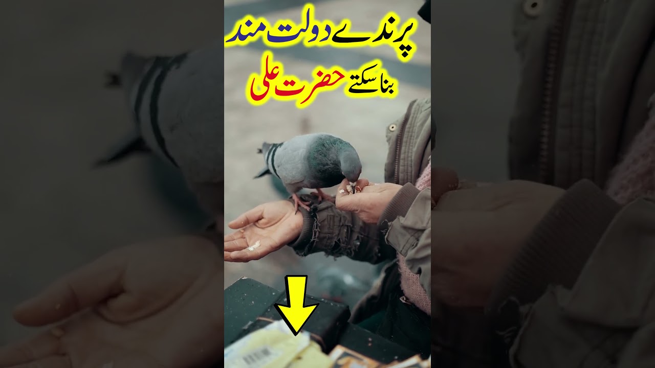 Parindo Ko Dana Dalna Dolat Mand Bana Deta Hazrat Ali - Islami Baat
