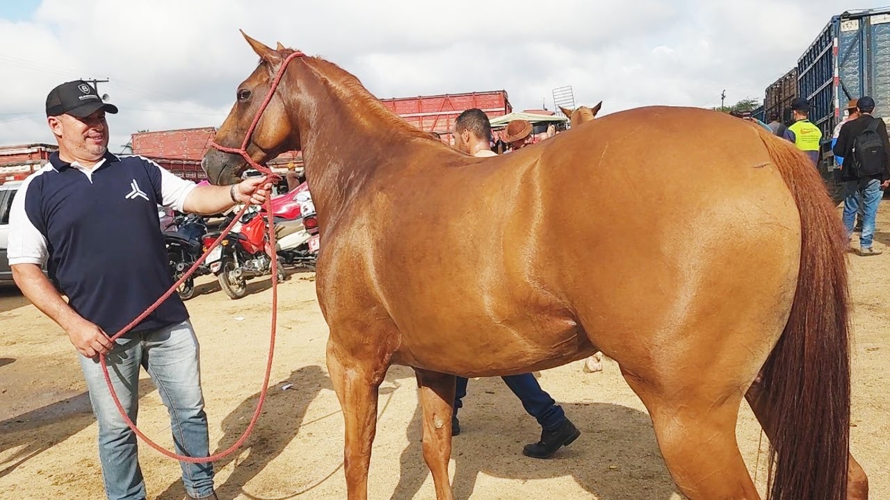 FEIRA DE CAVALOS EM CARUARU-PE  14-01-2025 #nordeste