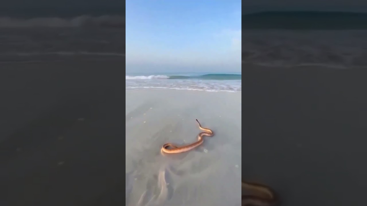 It is a sea snake 