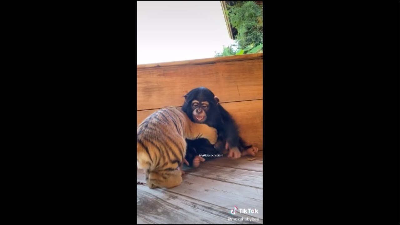 Tiger Cubs vs. Baby Monkey! Baby Tiger Cubs Wrestle Baby Monkey