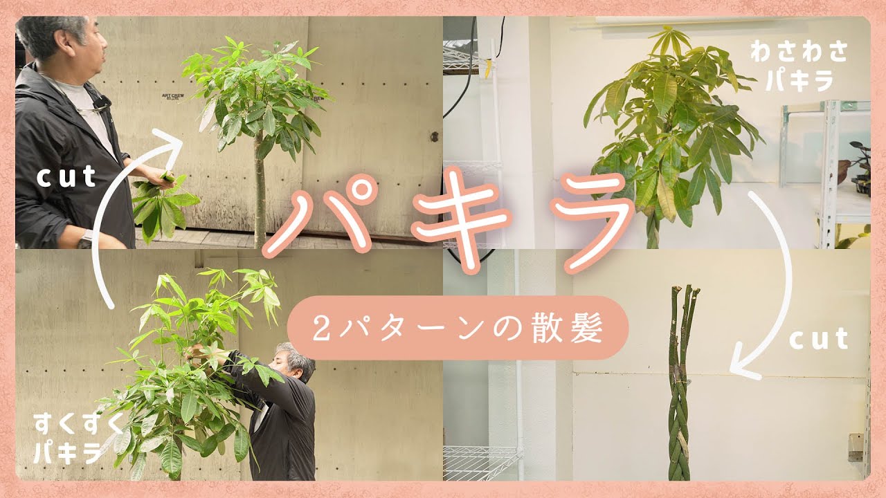 【パキラ】春にやろう「新芽がすくすく」「はっぱがわさわさ」のパキラの剪定方法【観葉植物】