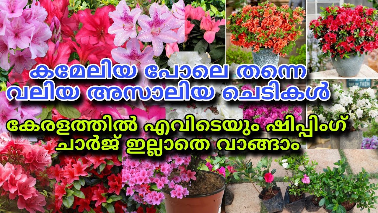 📦🌺🔥വലിയ അസാലിയ ചെടികൾ കേരളത്തിൽ എവിടെയും ഷിപ്പിംഗ് ചാർജ് ഇല്ലാതെ വാങ്ങാം #reels #viral #trending 