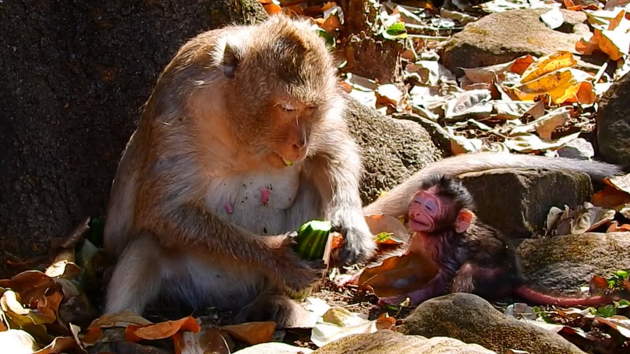 Omg! Tiny Baby Action Confirms That He Is Hungry? Mom Still Firmly Delay Milk For Her Newborn Baby