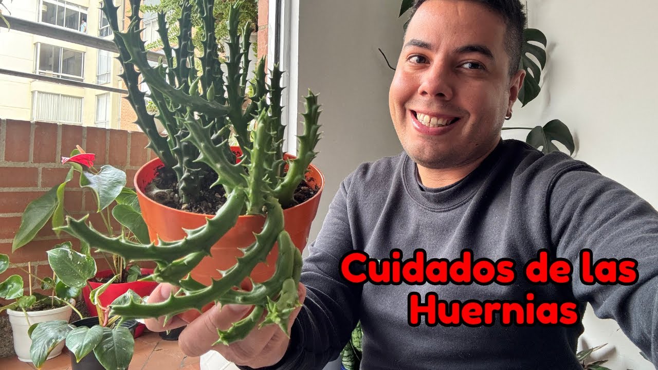 Cómo CUIDAR HUERNIAS en INTERIOR: 4 TRUCOS para Mantenerlas Saludables