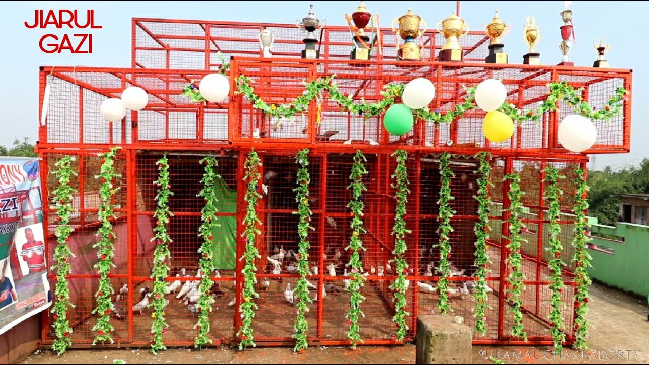 Pigeon Loft Opening by Iqbal Da & Bhola Da at Ankurhati Howrah / Jiarul Gazi Pigeon Loft Visit .