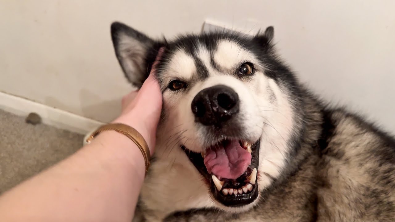 The Husky BED Saga Continues! Will We Win?