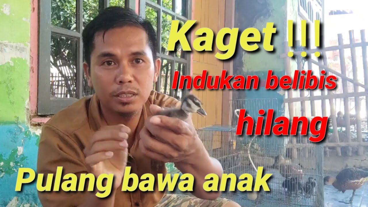 Ternak anak burung belibis kembang yang sangat cantik  @Bayhaqi petaualang
