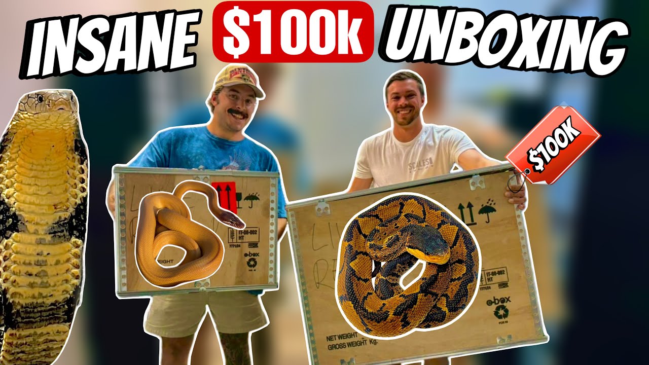 СУМАСШЕДШЕЕ! РАСПАКОВКА ЯДОВИТОЙ ЗМЕИ ЗА 100 000 ДОЛЛАРОВ!