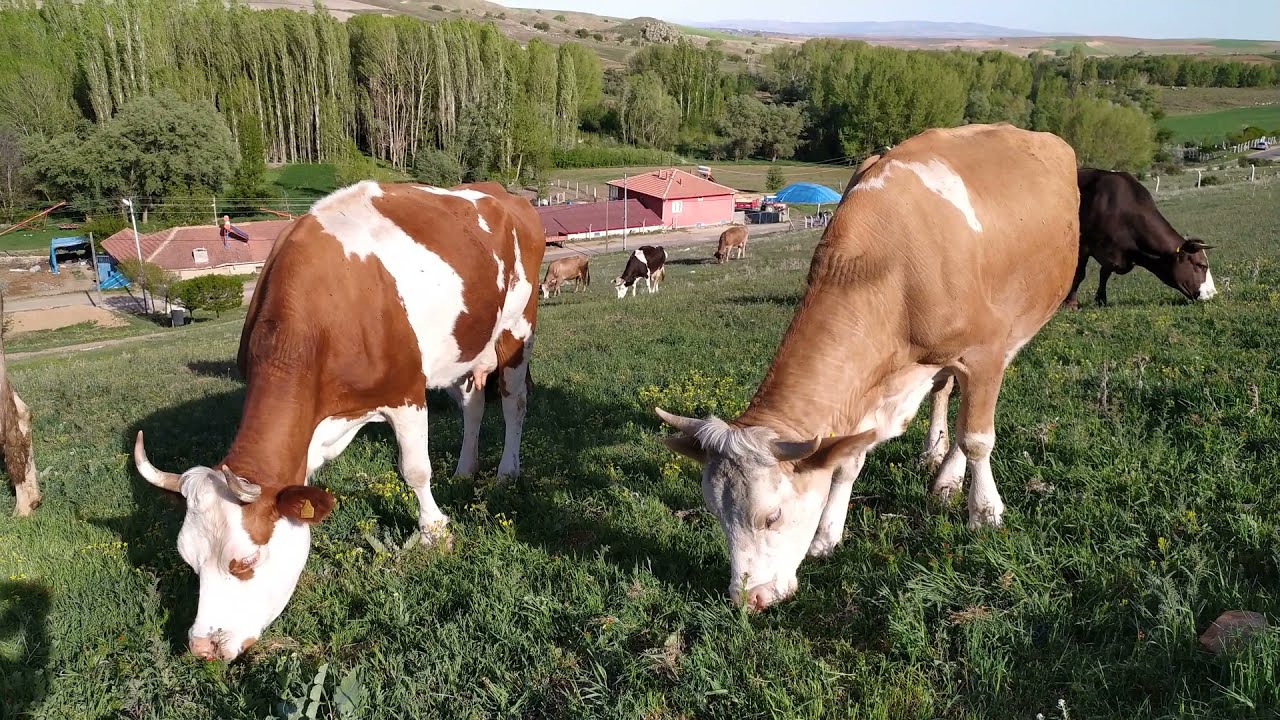 Simental Montofon karışık inekler yayılım..