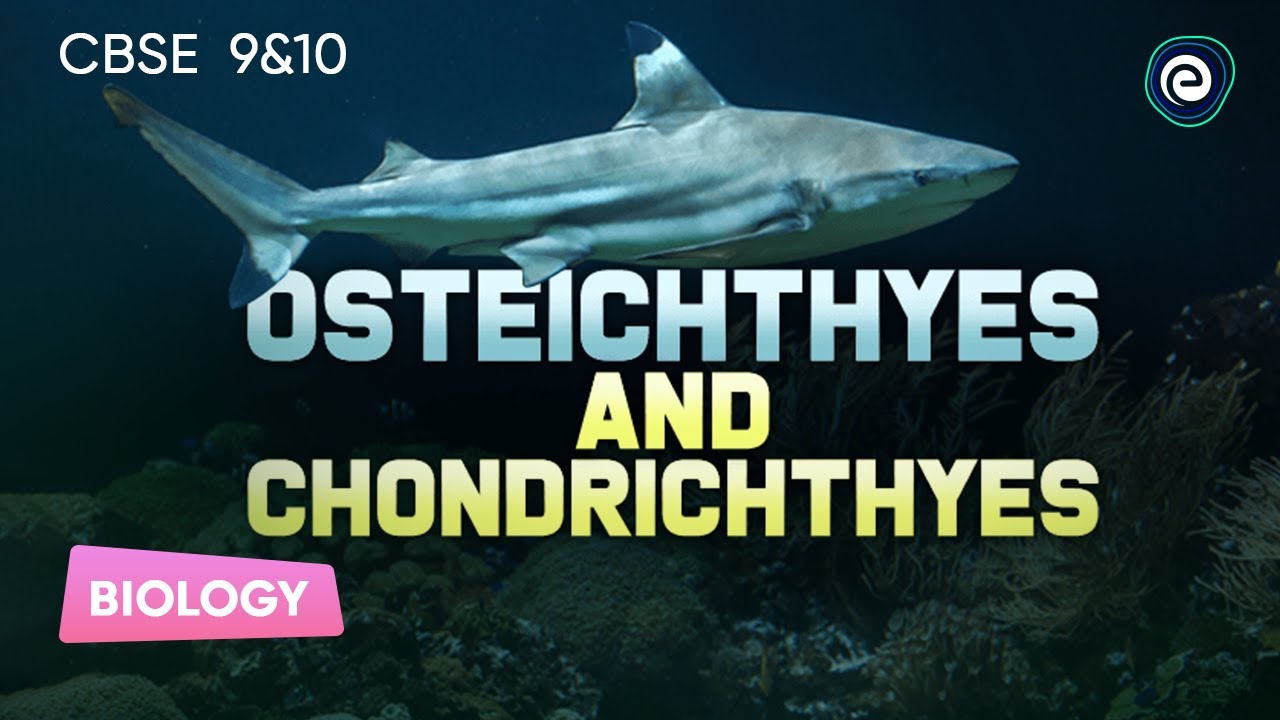 Osteichthyes and Chondrichthyes | Biology | CBSE Class10 | Embibe: Achieve CBSE Class 9&10