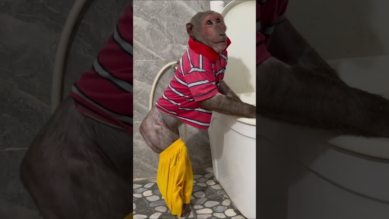 Super monkey Abu goes to the toilet by himself#short #shortanimal  #monkey