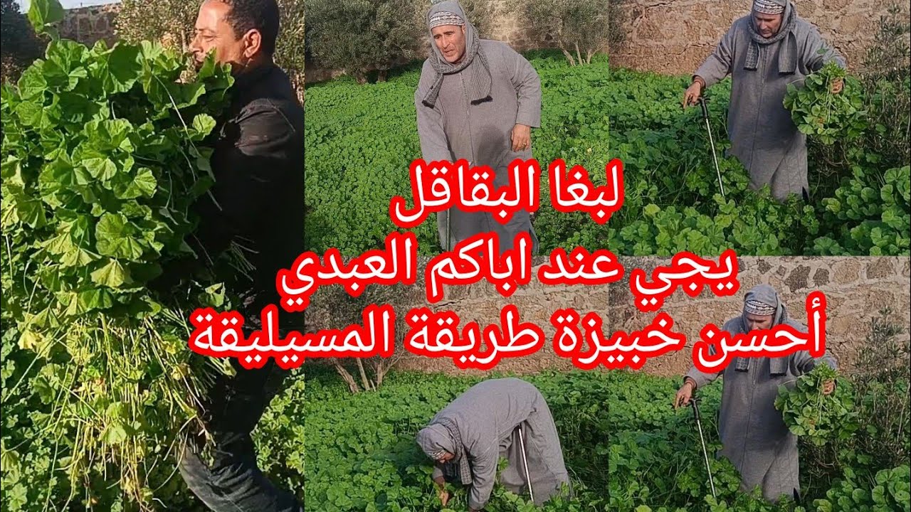 أحسن خبيزة👌عندي في العزيب 👍كنشارك معاكم طريقة المسيليقة أكلة حصرية 💯 محال سمعتوها من قبل🤔
