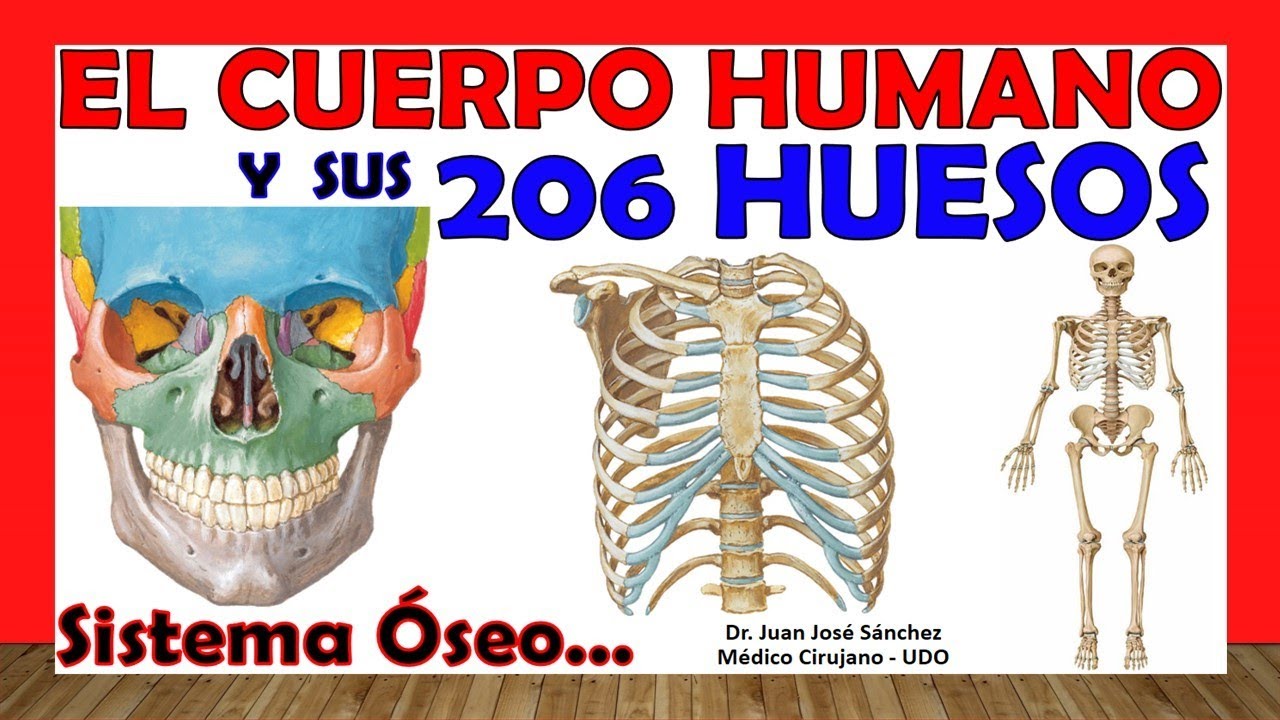 🥇 206 HUESOS del Cuerpo Humano en 24 Minutos!!! + Mnemotecnias!!! Fácil y Sencillo