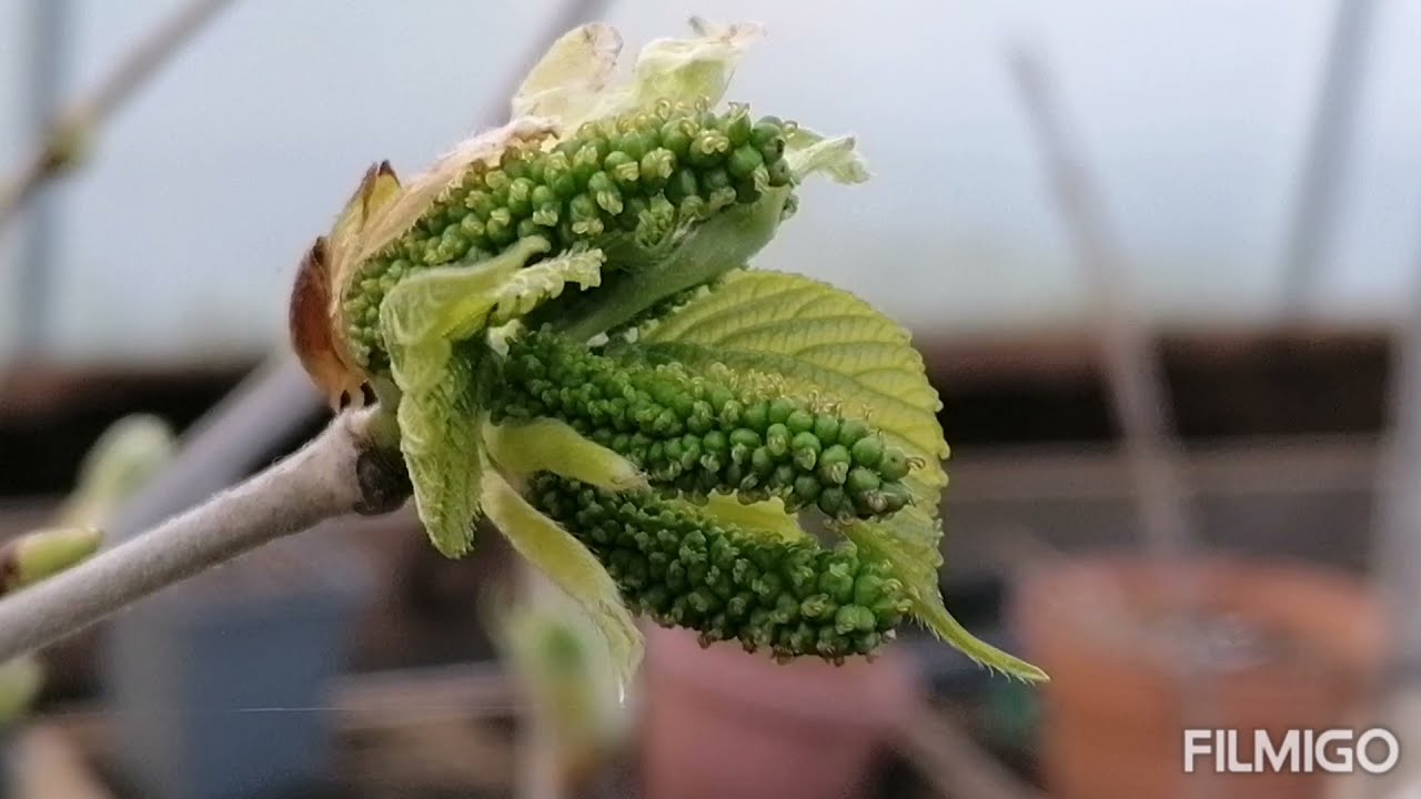 Pakistani Mulberry is loaded!!!
