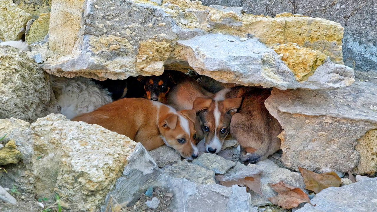 Scared Puppies Stayed under Stone to Hide from Humans