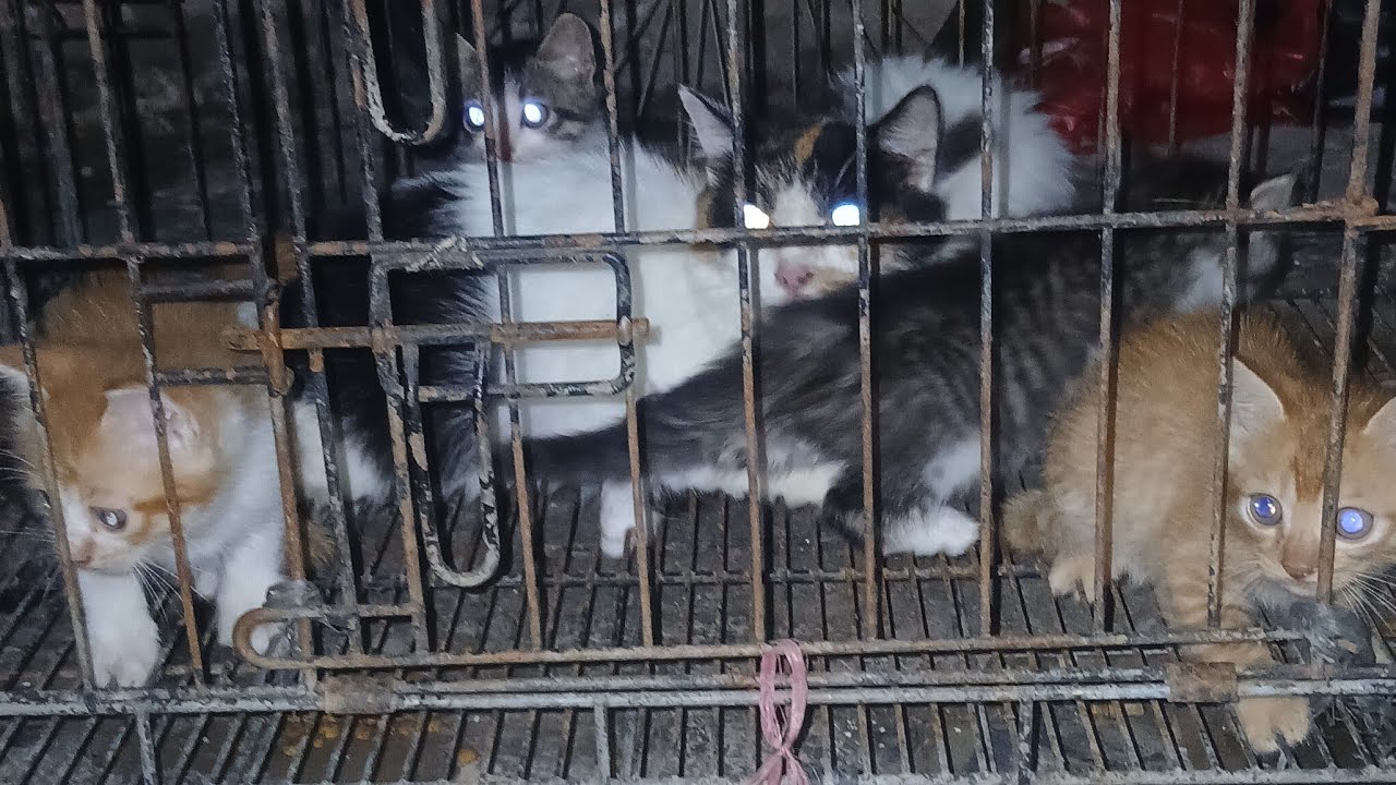 Kucing pendatang baru adopsi lagi #catlovers #pecintakucing
