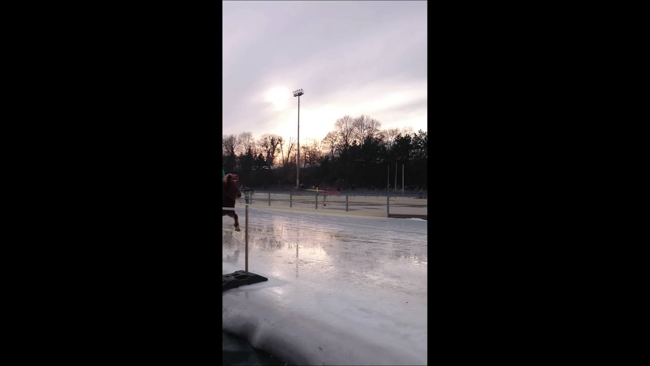 Icehorse 2015  -100 m Sprint -