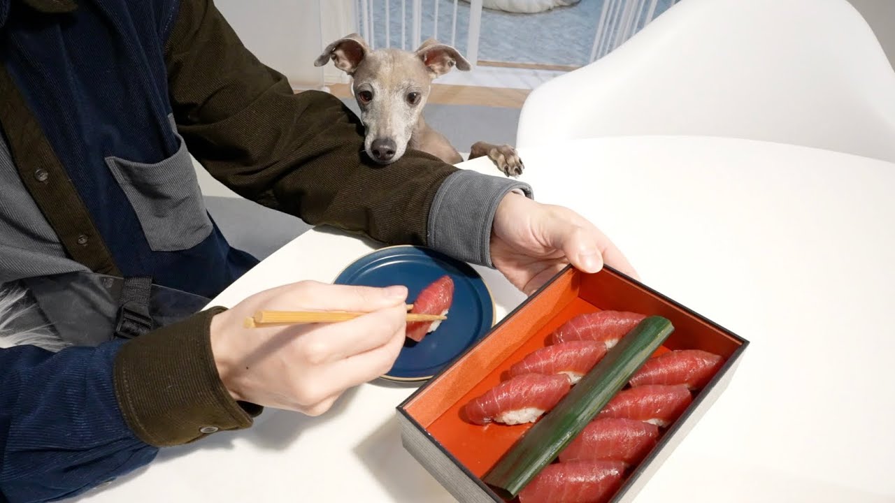 愛犬に寿司のお土産を買ってきたらwww