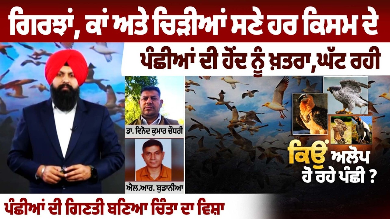 ਗਿਰਝਾਂ, ਕਾਂ ਅਤੇ ਚਿੜੀਆਂ ਸਣੇ ਹਰ ਕਿਸਮ ਦੇ ਪੰਛੀਆਂ ਦੀ ਹੋਂਦ ਨੂੰ ਖ਼ਤਰਾ