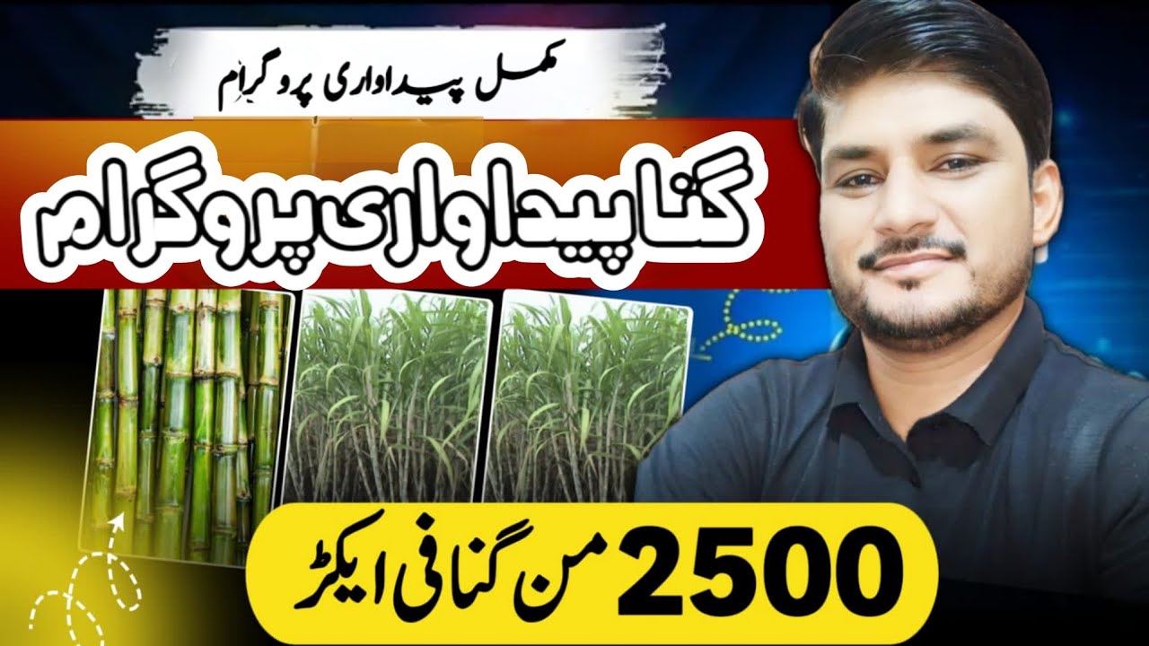 Best Sugarcane Production Technology | 2500 Monds Per Acre | AgroConsultantZia.