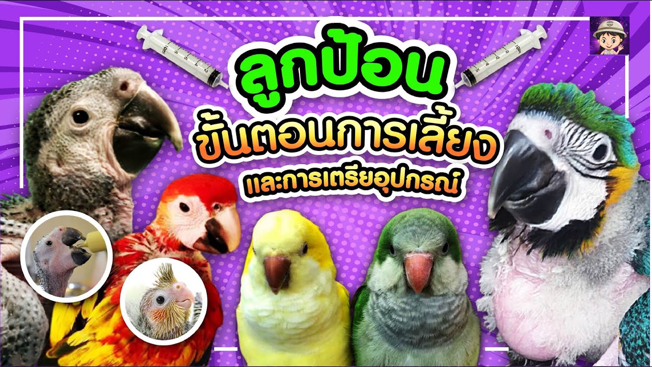 เลี้ยงลูกป้อนนกเเก้ว เตรียมอุปกรณ์อะไรบ้างมาดูกัน