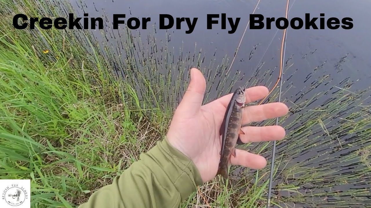 Beautiful Roadside Brookies In Newfoundland (Dry Fly Takes + How To Tie It)
