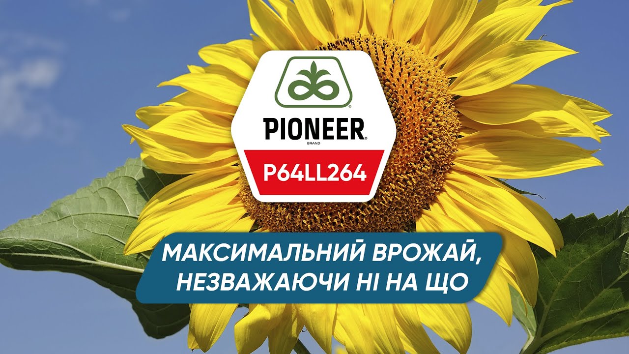 P64LL264 – високоврожайний гібрид соняшнику Pioneer®