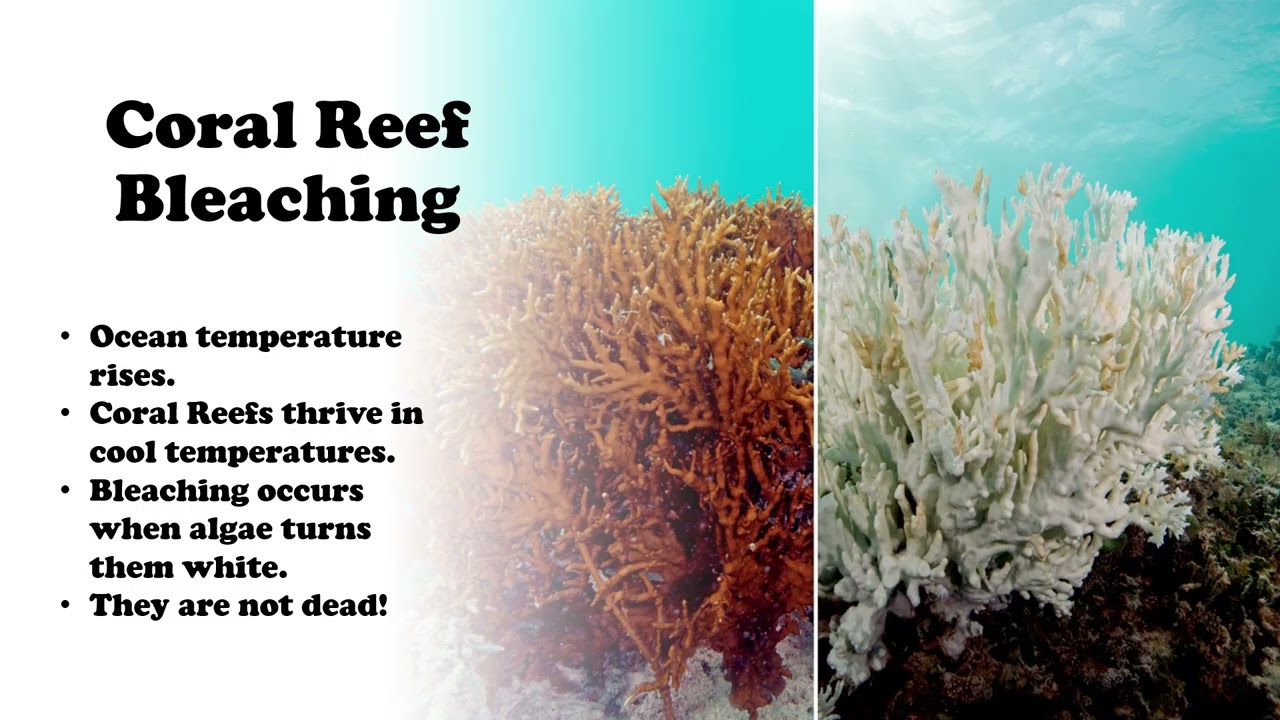 Coral Reef Mass Bleaching