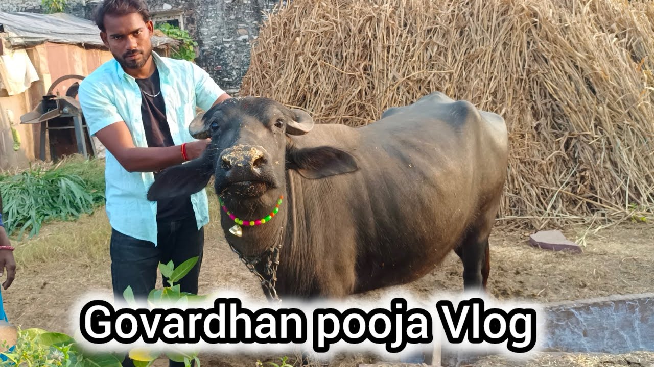 Govardhan Pooja Vlog 🙏 || Village Life Style Vlog || Meena Vlog || Krishna Meena Vlog ||