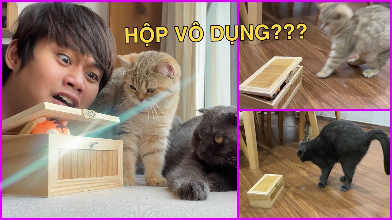 C&Ugrave;NG CUP & TORA LẦN ĐẦU NGHỊCH THỬ HỘP V&Ocirc; DỤNG:)) - CAT VS USELESS BOX