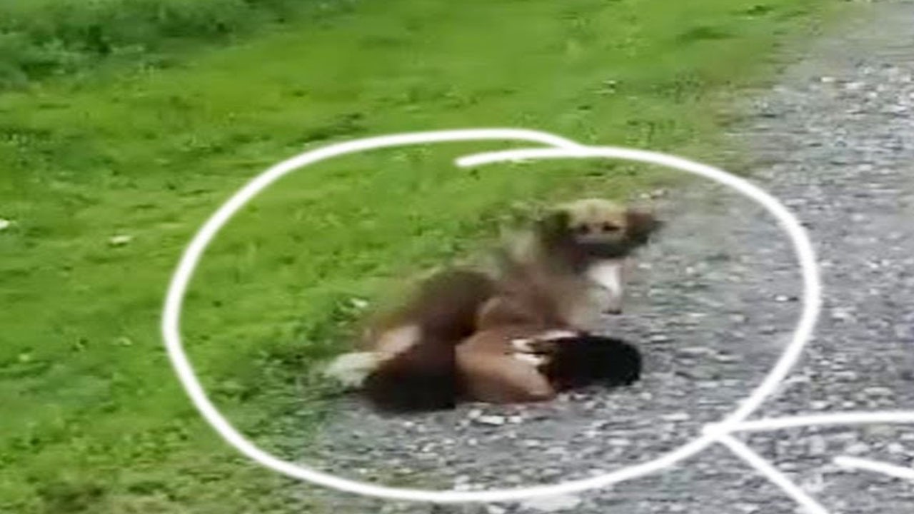 Abandoned mother begs for help for puppy