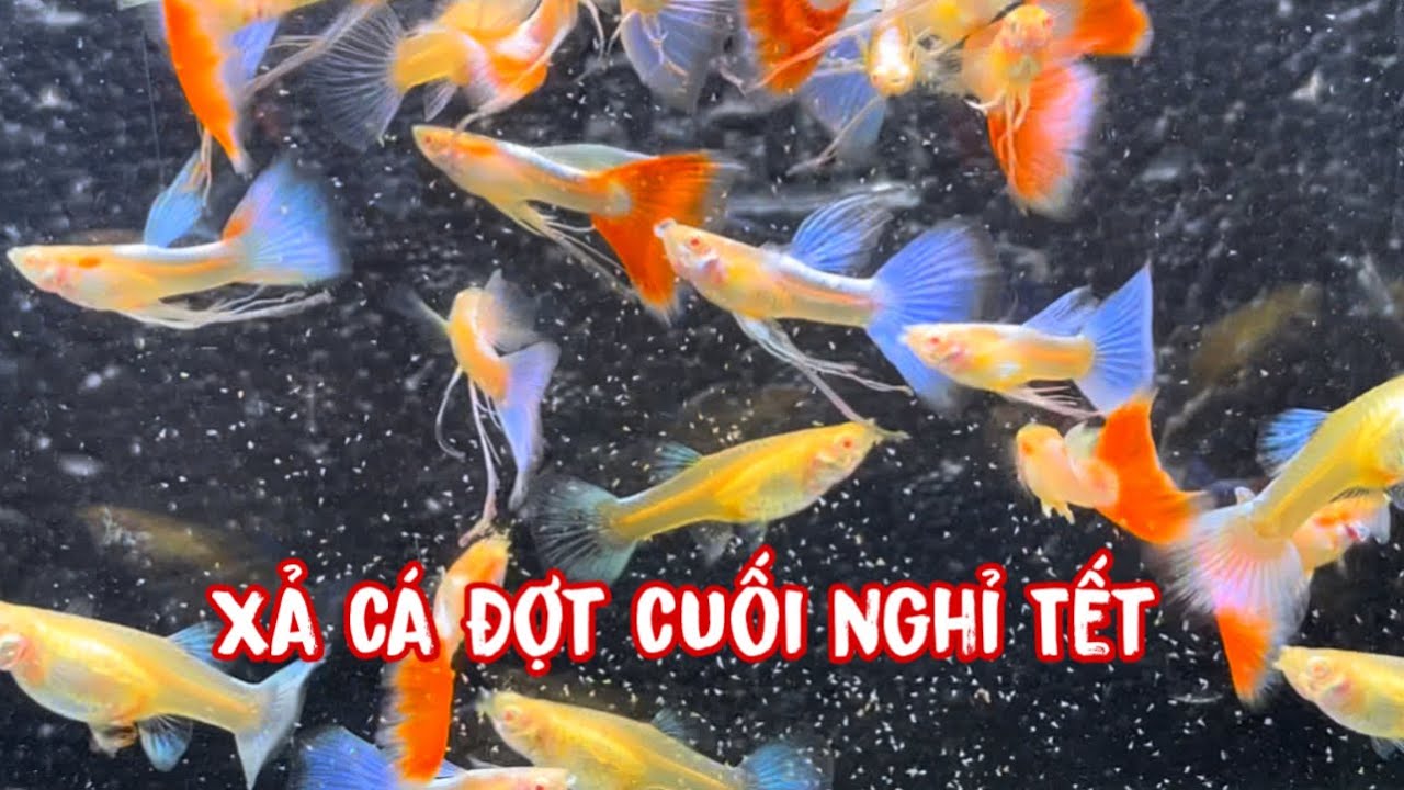 Xả Cá 7 Màu Đợt Cuối Cùng Để Nghỉ Tết | Guppy | Phúc Phan TV