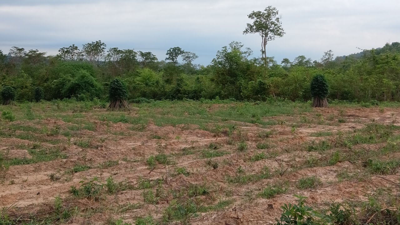 ຂາຍດິນ 400.000฿