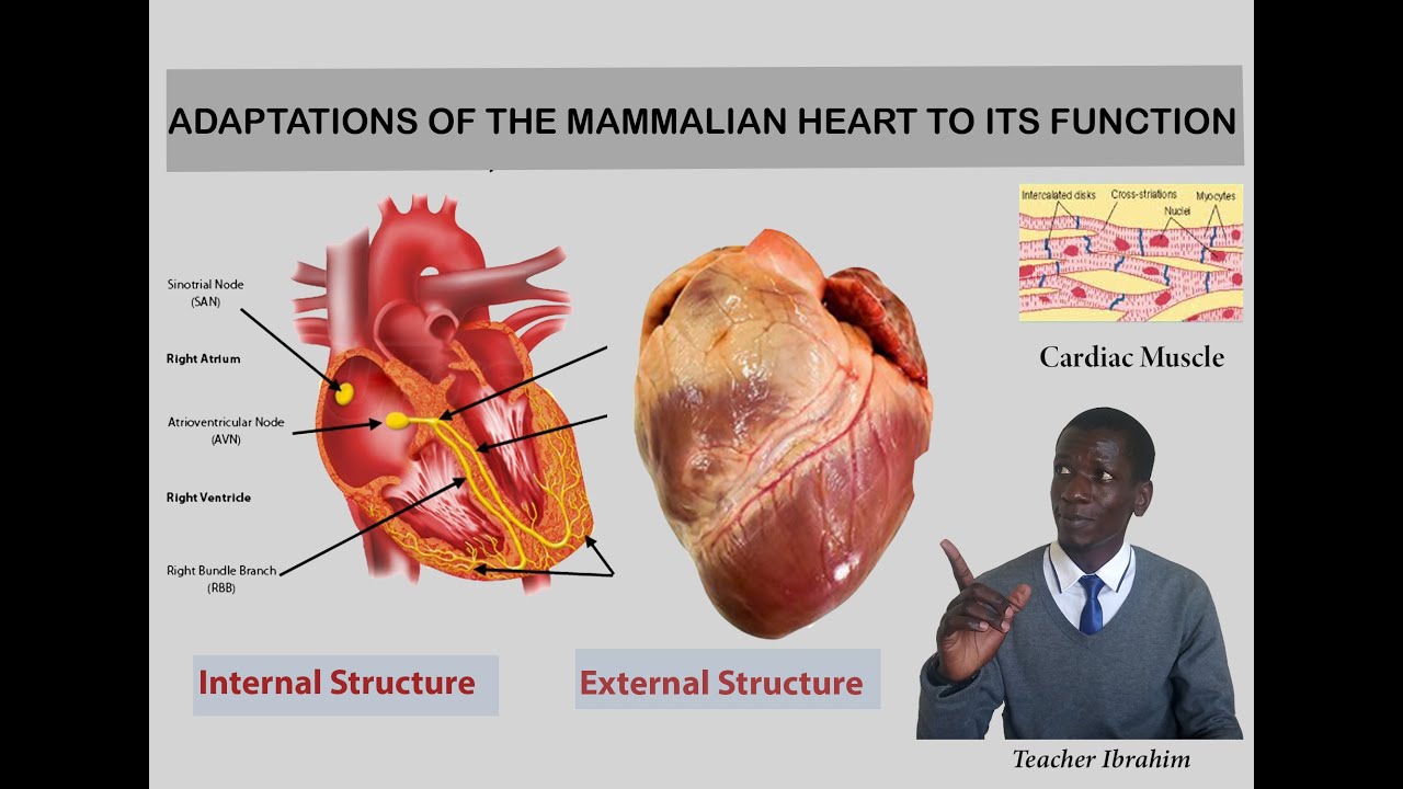 Lesson 64: Adaptations of the mammalian heart to its function