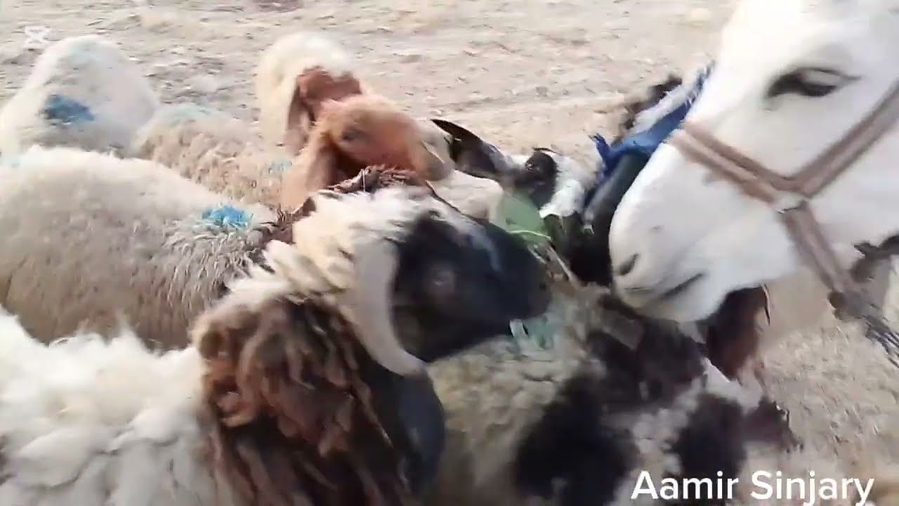 اغنام/ راعي الأغنام في جبال مطافيل مراييع كلاب كبش خروف طليان ماعز فلكلور برية sheep 🐑 اجراس صوت غنم