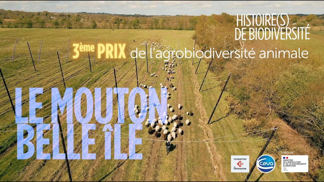 3ème Prix de l'agrobiodiversité animale : Le mouton Belle-île