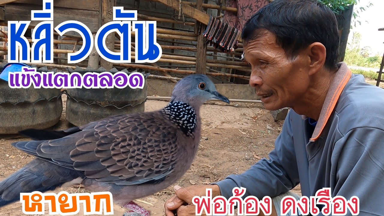 หลิ่วตันแข้งแตกตลอด…หาชมยาก…นกเขาใหญ่สาย จ.อุดรธานี